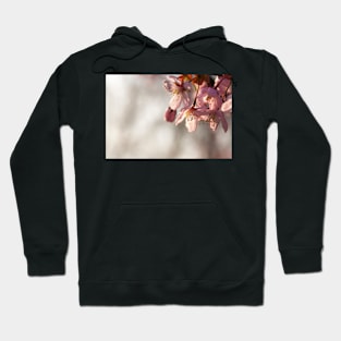 Cherry Blossom Hoodie